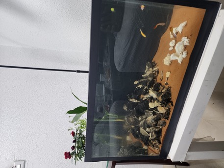 Sulai, Pet Supplies, SAR 500,  Fish Aquarium For Sale