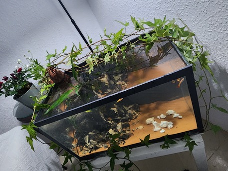 Sulai, Pet Supplies, SAR 500,  Fish Aquarium For Sale
