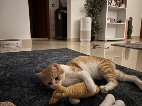 Riyadh, Pet Adoption, Sweet 7-Month-Old Orange Male Kitten For Adoption