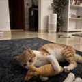 Sweet 7-Month-Old Orange Male Kitten For Adoption