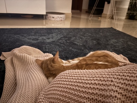 Riyadh, Pet Adoption, Sweet 7-Month-Old Orange Male Kitten For Adoption