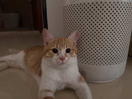 Riyadh, Pet Adoption, Sweet 7-Month-Old Orange Male Kitten For Adoption