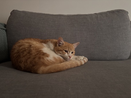 Riyadh, Pet Adoption, Sweet 7-Month-Old Orange Male Kitten For Adoption