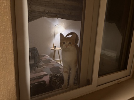 Riyadh, Pet Adoption, Sweet 7-Month-Old Orange Male Kitten For Adoption