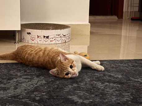 Riyadh, Pet Adoption, Sweet 7-Month-Old Orange Male Kitten For Adoption