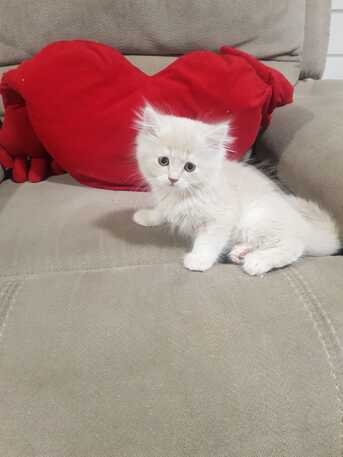 Dammam, Pet Adoption, Kitten For Adoption