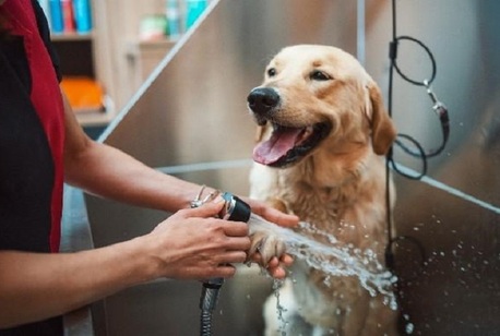 Goa, Pet Sitting, Pet Salon For All Pets Across Goa