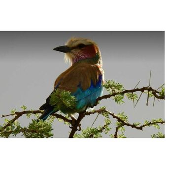 New York, Business, Saadani National Park Tour