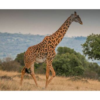 New York, Business, Ruaha National Park, Tanzania Safari