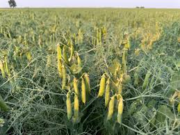 Calgary, Farm & Garden, Carver Yellow Pea Seed In Alberta