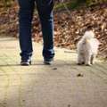 Dog Walking Services In Noida