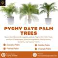 Pygmy Date Palm In Caribbean