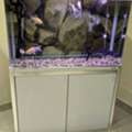 BHD 170,  Fish Tank 1Mtr With Heavy Duty Pump, Fish And Accesories