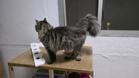 Dammam, Pet Supplies, SAR 300,  Serbian Cat