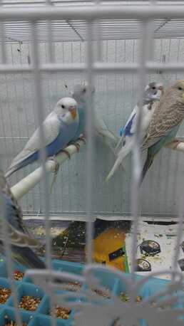 Riyadh, Pet Supplies, SAR 45,  Birds