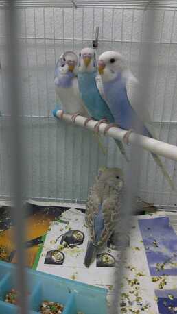 Riyadh, Pet Supplies, SAR 45,  Birds