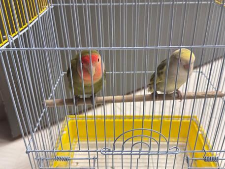 Riyadh, Pet Supplies, SAR 200,  Birds Pair For Sales