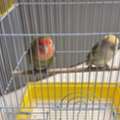 SAR 200,  Birds Pair For Sales