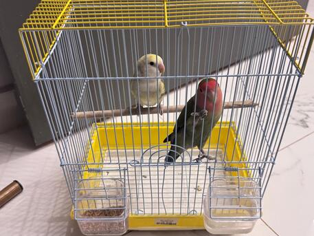 Riyadh, Pet Supplies, SAR 200,  Birds Pair For Sales
