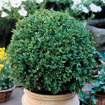 New York, Farm & Garden, USD 29,  Green Velvet Boxwood Premium Evergreen Shrub