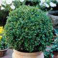 USD 29,  Green Velvet Boxwood Premium Evergreen Shrub
