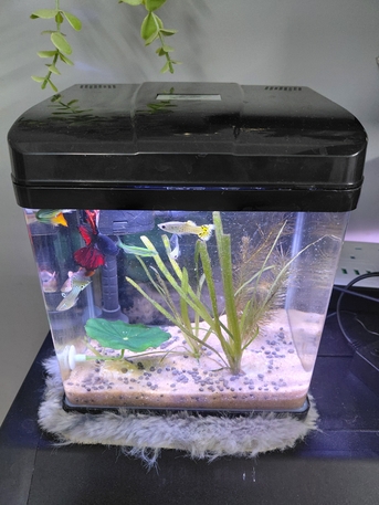 Riyadh, Pet Supplies, SAR 1,  Urgent Sale Aquarium/ Stone / Substrate