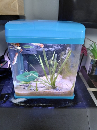 Riyadh, Pet Supplies, SAR 1,  Urgent Sale Aquarium/ Stone / Substrate