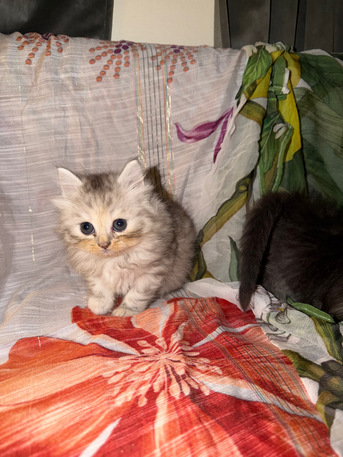 Jeddah, Pet Adoption, Adorable Siberian Kittens