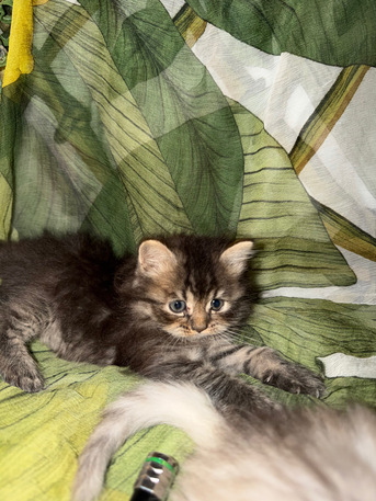 Jeddah, Pet Adoption, Adorable Siberian Kittens