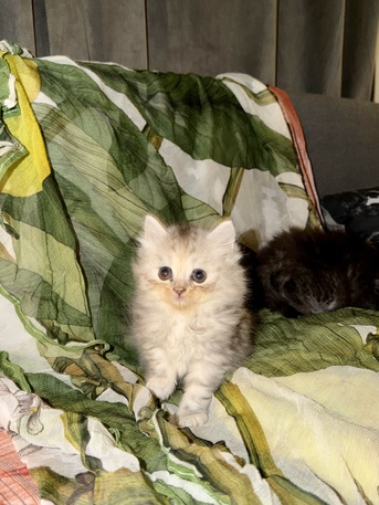 Jeddah, Pet Adoption, Adorable Siberian Kittens