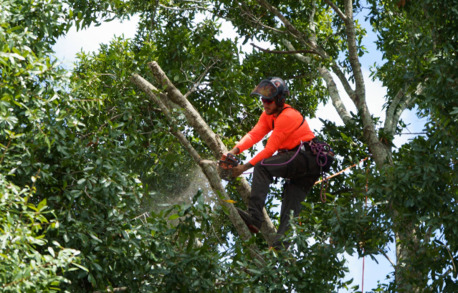 Miami, Farm/Garden, Ranger Tree Care LLC