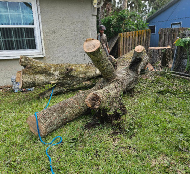 Miami, Farm/Garden, Ranger Tree Care LLC