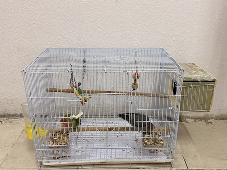 Dammam, Pet Supplies, SAR 200,  Love Bird