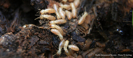 Jaipur, Pest Control, Professional Termite Control Service In Jaipur | IPCS Pest Control