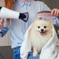 Salon Care In Goa For Healthier And Happier Dogs