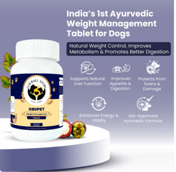 Gurgaon, Pet Sitting, Help Your Dog Stay Fit & Active&mdash;Naturally!