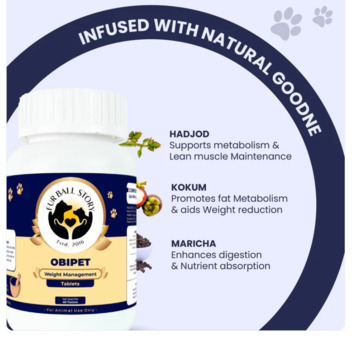 Gurgaon, Pet Sitting, Help Your Dog Stay Fit & Active&mdash;Naturally!