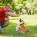 Dog Trainer In Surat
