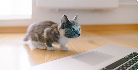 Gurgaon, Business, Dog Boarding Near Me Within 10 Kms