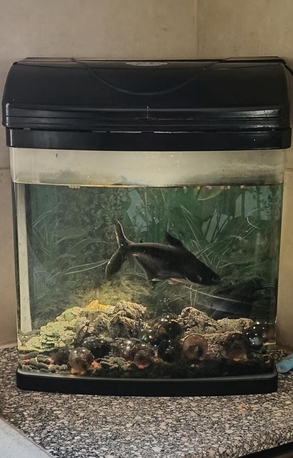 Budaiya, Pet Supplies, BHD 25,  Accuriam For Sell