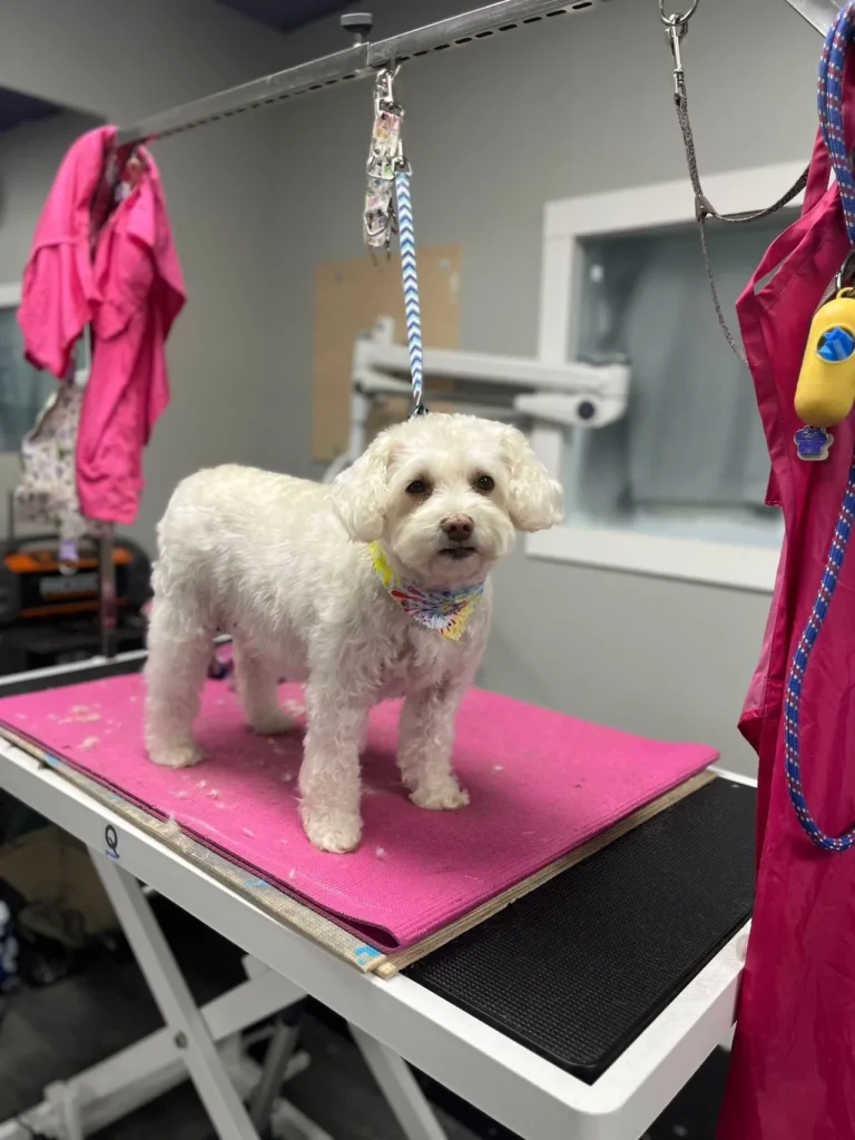 Toronto, Pet Sitting, Convenient Dog Bath Program For Ongoing Pet Hygiene