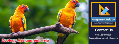 London, Education, How Can Zoology Assignment Help Improve Your Grades?