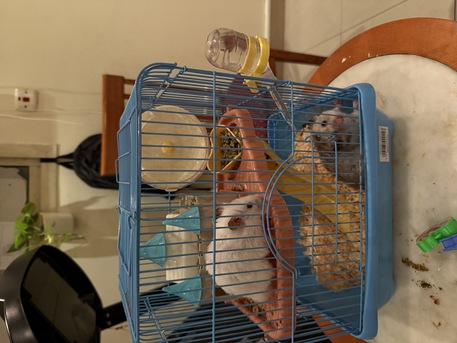 Riyadh, Pet Supplies, SAR 1,  Tamed 1 Pair Hamster White & Gray For Free Adaptation -
