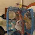 SAR 1,  Tamed 1 Pair Hamster White & Gray For Free Adaptation -