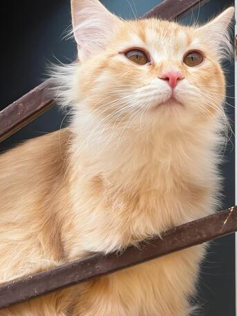 Arar, Pet Supplies, TWO CAT (HOME)