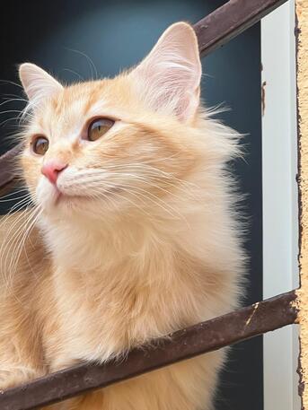 Arar, Pet Supplies, TWO CAT (HOME)