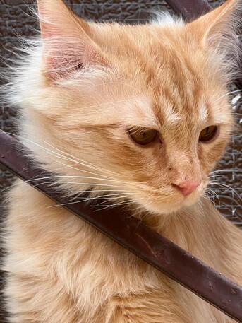 Arar, Pet Supplies, TWO CAT (HOME)