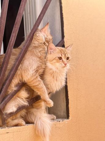 Arar, Pet Supplies, TWO CAT (HOME)