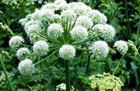 New Delhi, Perfumes & Fragrances, INR 500,  Angelica Root Oil Supplier