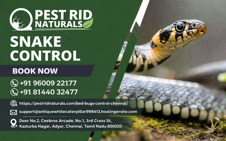 Chennai, Pest Control, Snake Control Chennai | Safe & Professional Snake Removal